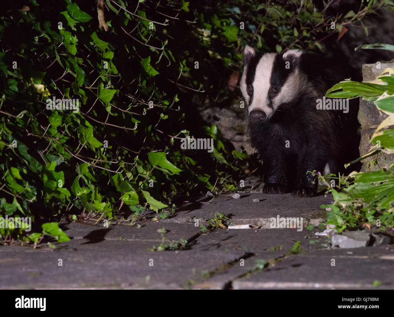 Dachs (meles meles), der in einem substädtischen Garten in Ceshire, Großbritannien, einlandt Stockfoto Dachs (meles meles), der in einem substädtischen Garten in Ceshire, Großbritannien, einlandt Stockfoto