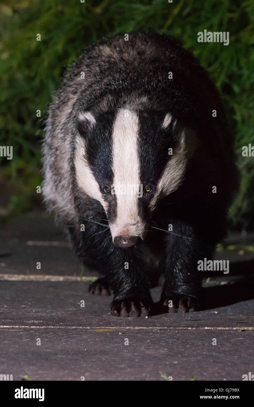 Dachs (meles meles), der in einem substädtischen Garten in Ceshire, Großbritannien, einlandt Stockfoto Dachs (meles meles), der in einem substädtischen Garten in Ceshire, Großbritannien, einlandt Stockfoto