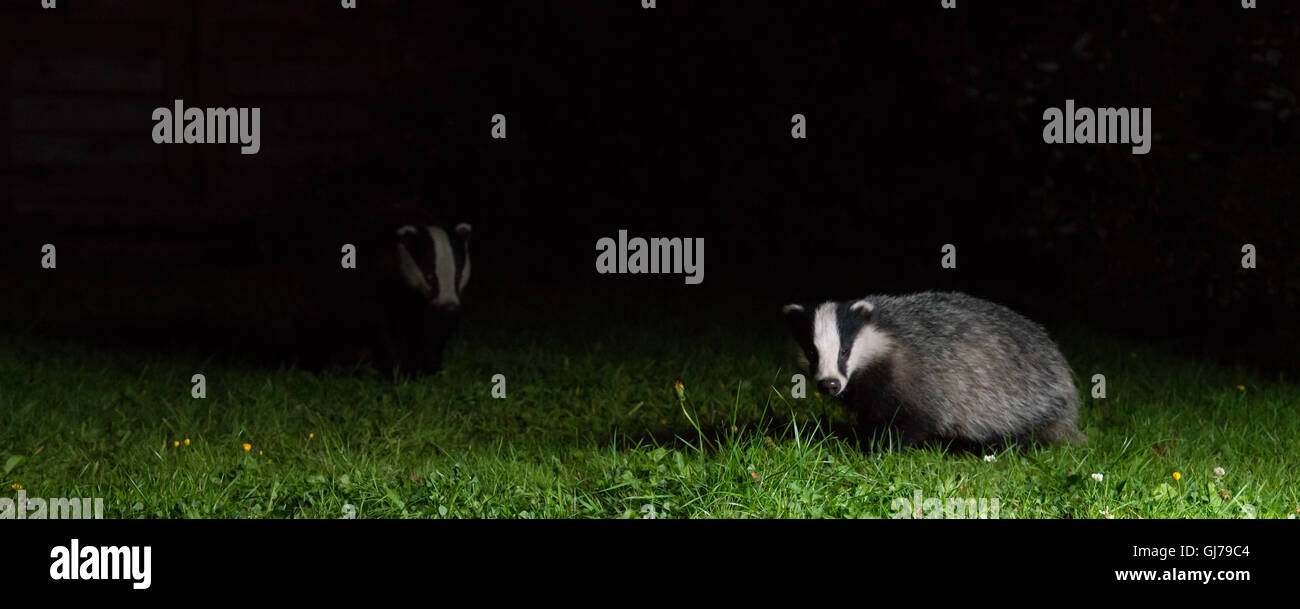 Dachs (meles meles), der in einem substädtischen Garten in Ceshire, Großbritannien, einlandt Stockfoto Dachs (meles meles), der in einem substädtischen Garten in Ceshire, Großbritannien, einlandt Stockfoto