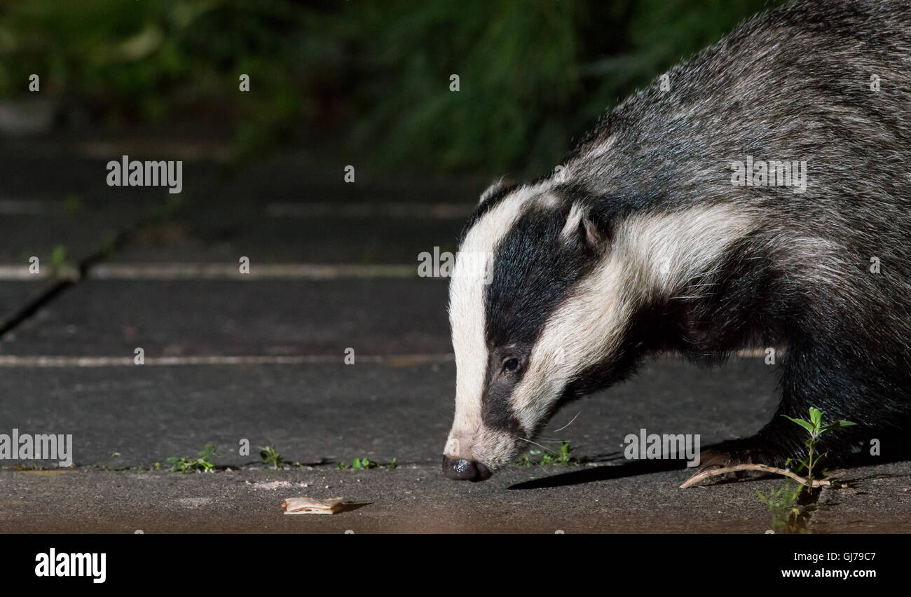 Dachs (meles meles), der in einem substädtischen Garten in Ceshire, Großbritannien, einlandt Stockfoto Dachs (meles meles), der in einem substädtischen Garten in Ceshire, Großbritannien, einlandt Stockfoto