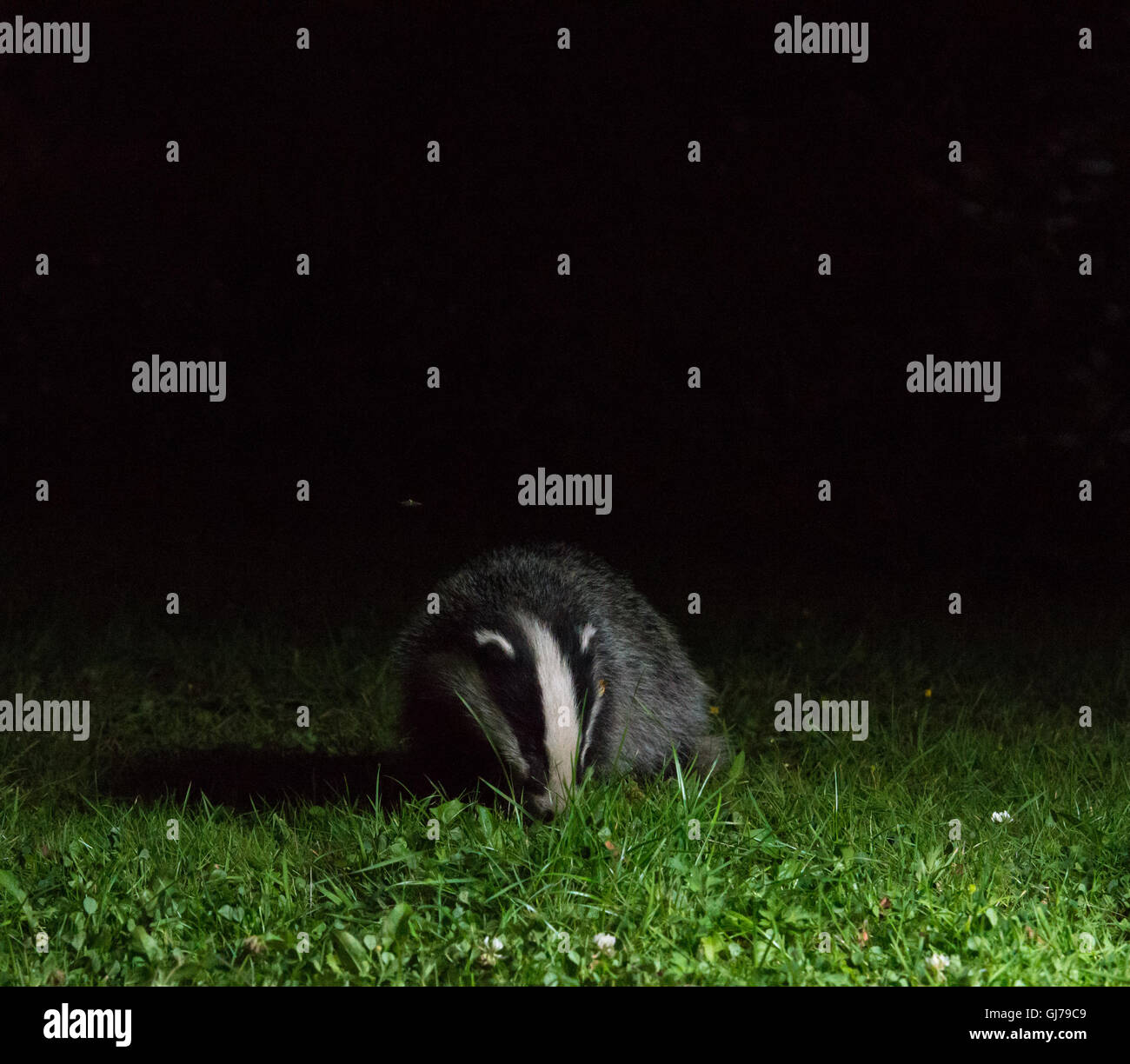 Dachs (meles meles), der in einem substädtischen Garten in Ceshire, Großbritannien, einlandt Stockfoto Dachs (meles meles), der in einem substädtischen Garten in Ceshire, Großbritannien, einlandt Stockfoto