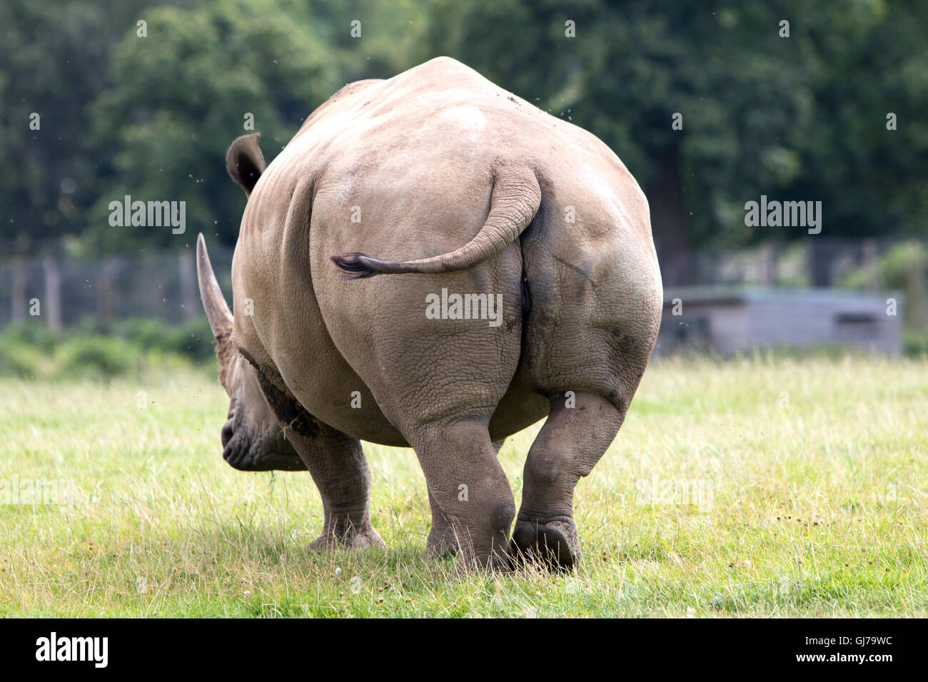 Südliche weiße Nashorn Rhinoceros Familie Ceratotherium Simum Simum in Woburn Safari Park in Woburn, Bedfordshire, England Stockfoto