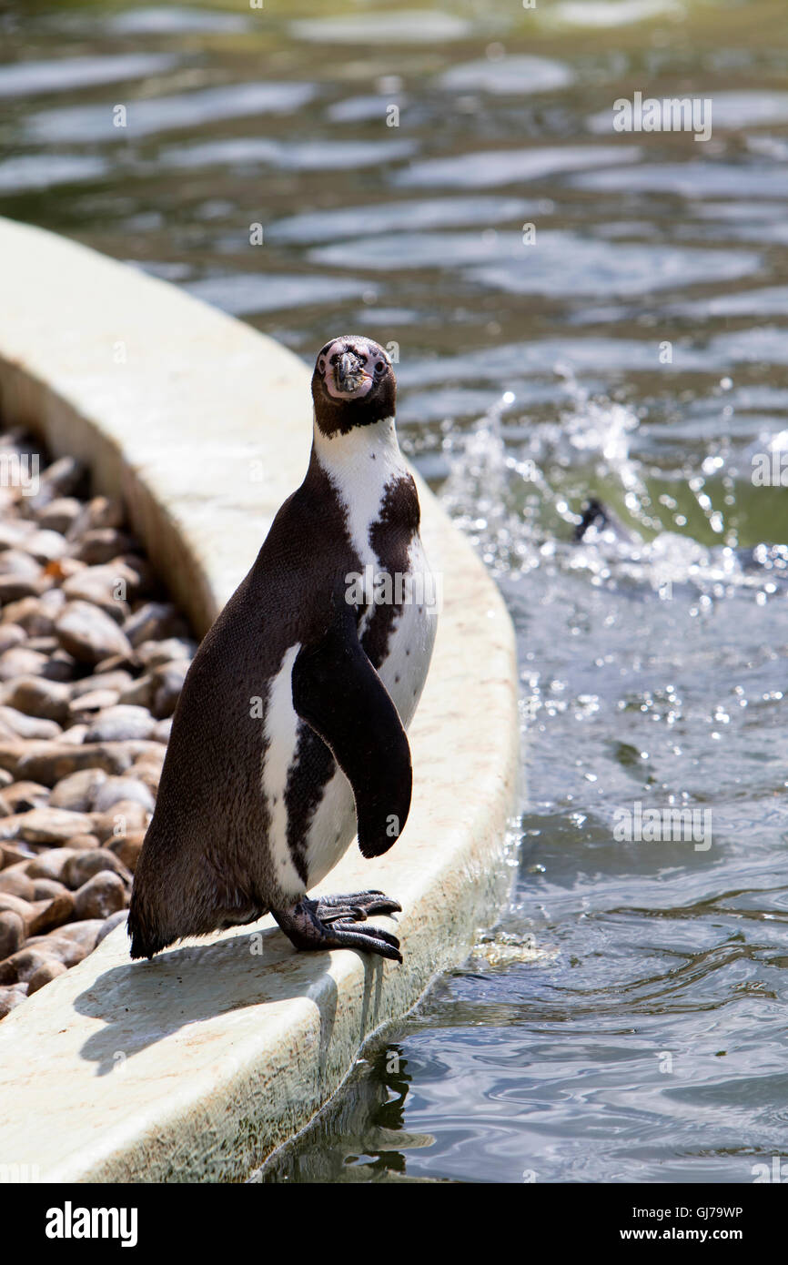 Humboldt-Pinguin Spheniscus Humboldti Woburn Safari Park Woburn, Bedfordshire, England Stockfoto