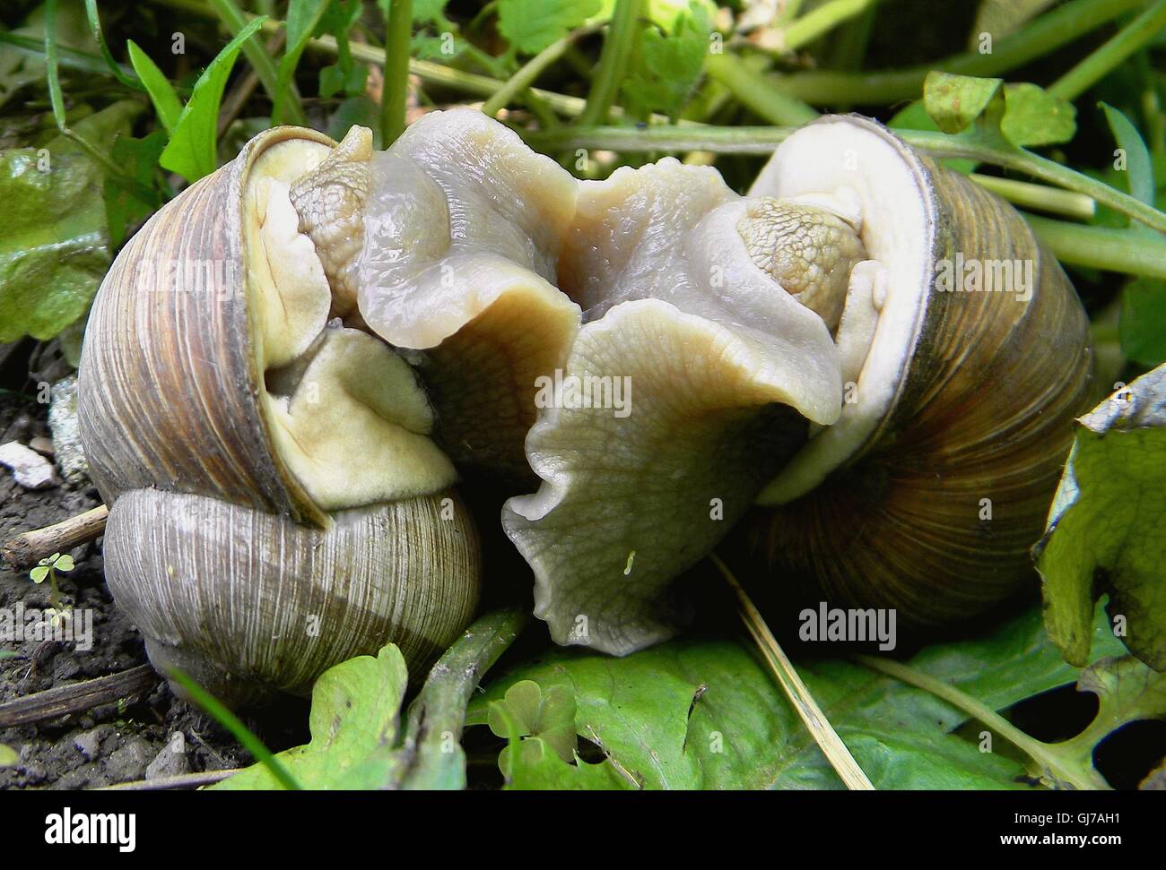 Küss mich, lange, aber langsam, langsam... Schnecken in liebevolle Umarmung... Stockfoto