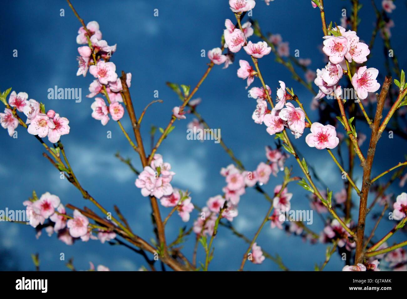 Pfirsich Blüten in den Sonnenuntergang Stockfoto