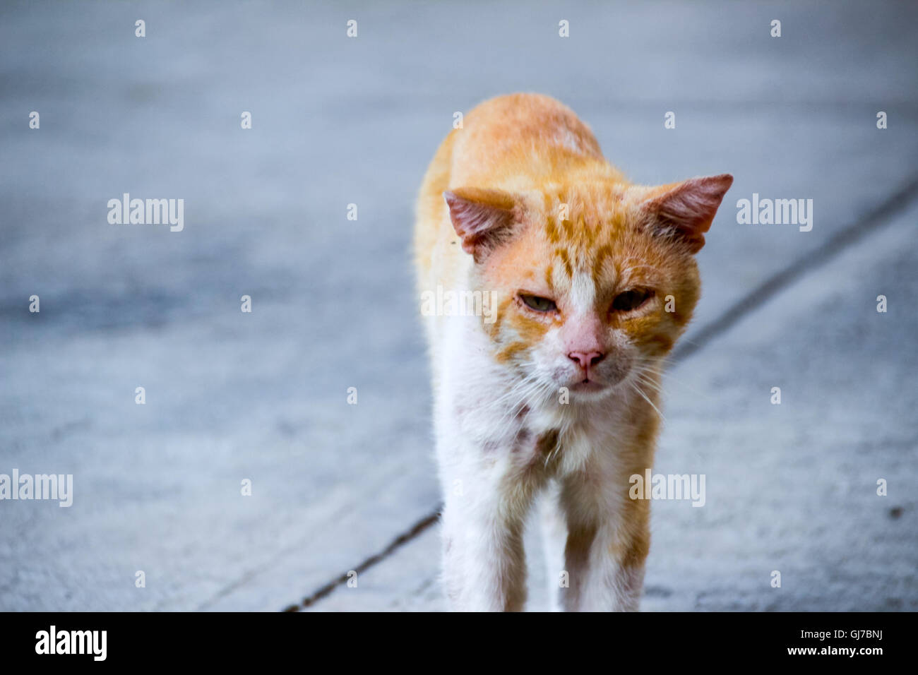 Foto von einem verwundeten und traurig Straßenkatze Stockfoto