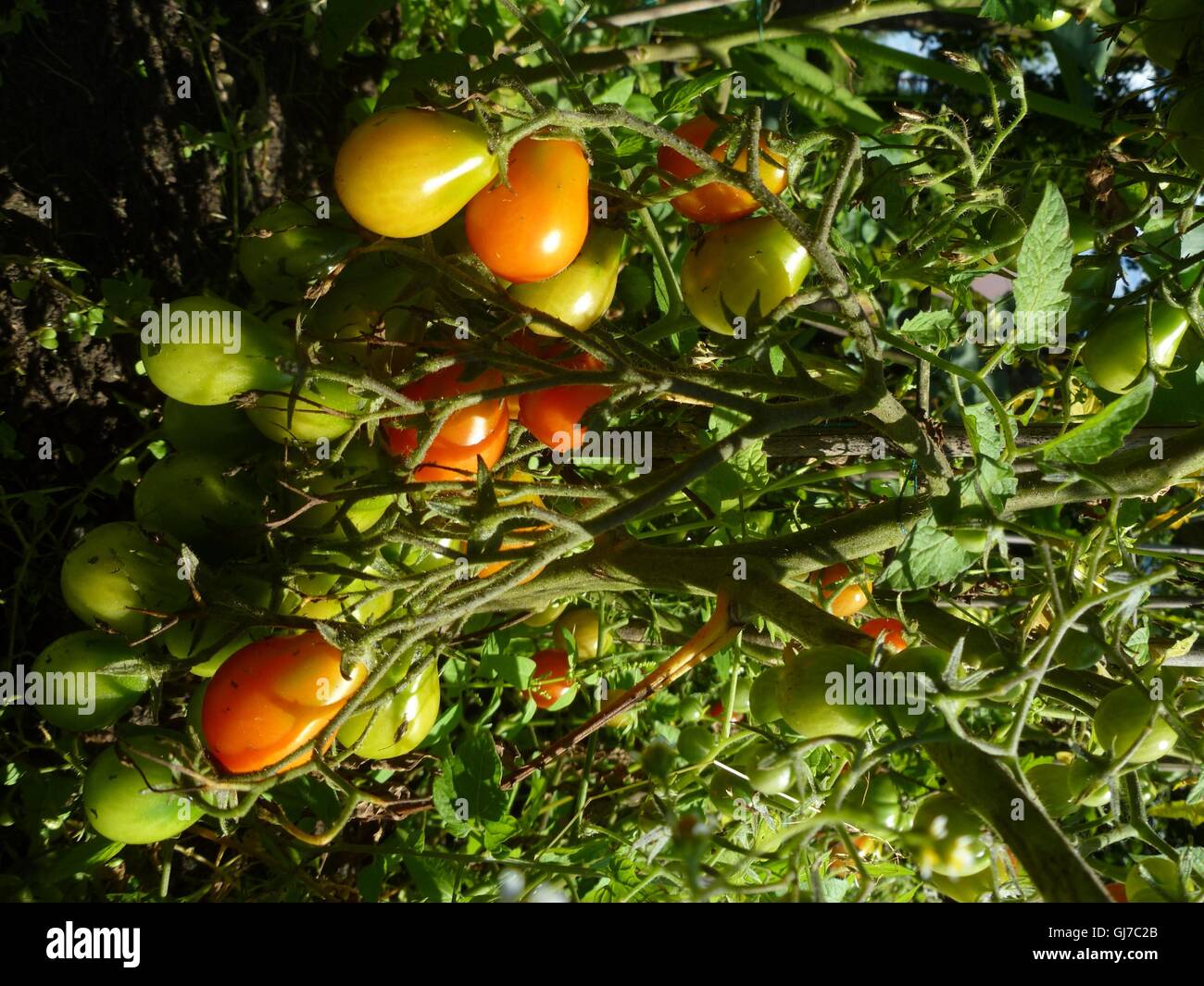 Birne Tomaten Stockfoto