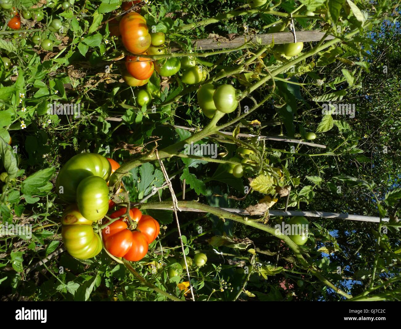 rote Tomaten Stockfoto