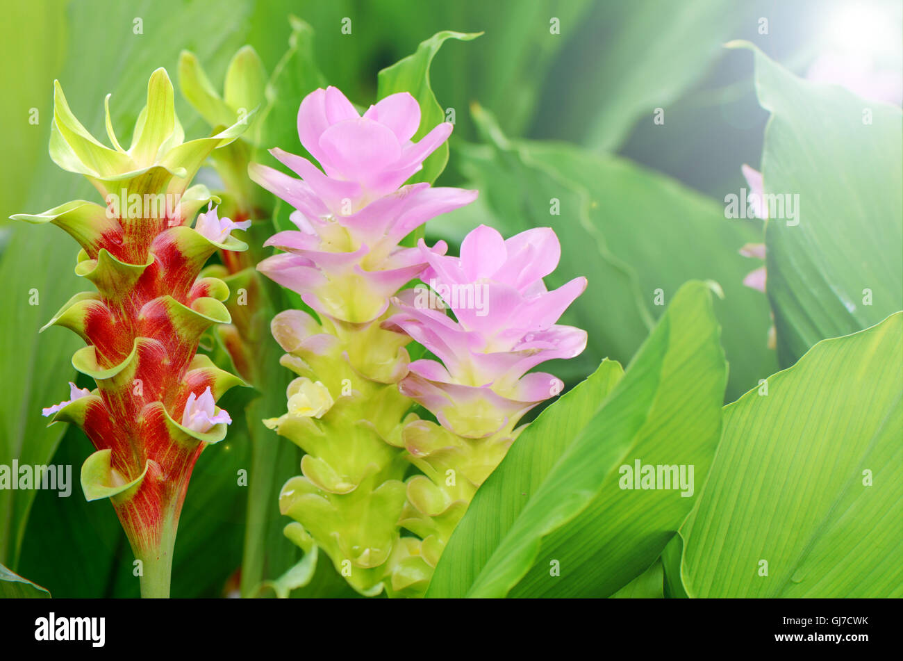 Lust auf Siam-Tulpe oder Sommer Tulpe (Curcuma Alismatifolia) in tropischen botanischen Garten. Stockfoto