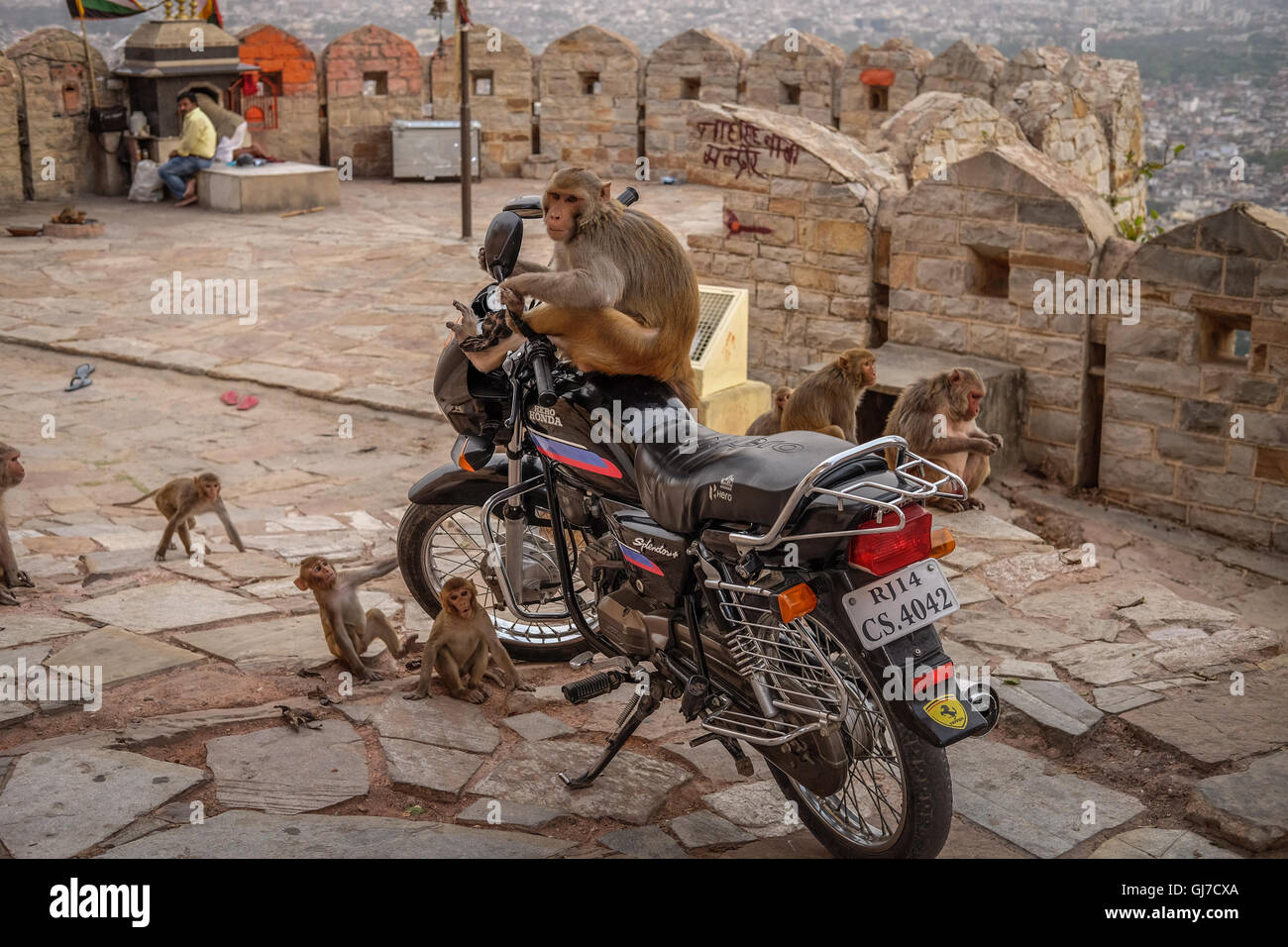 Affe Auf Motorrad Stockfotos und -bilder Kaufen - Alamy