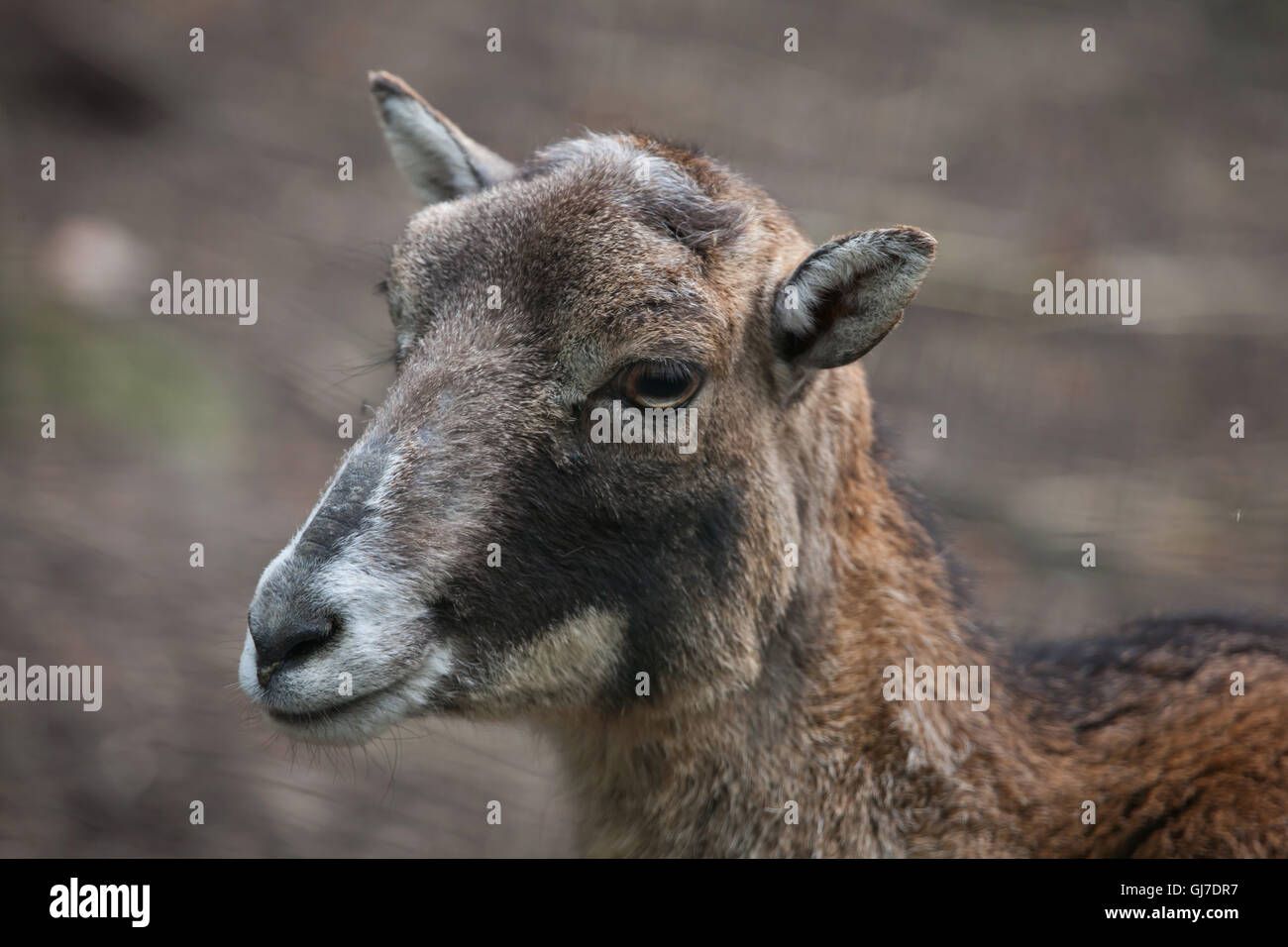 Europäischer Mufflon (Ovis Orientalis Musimon). Stockfoto