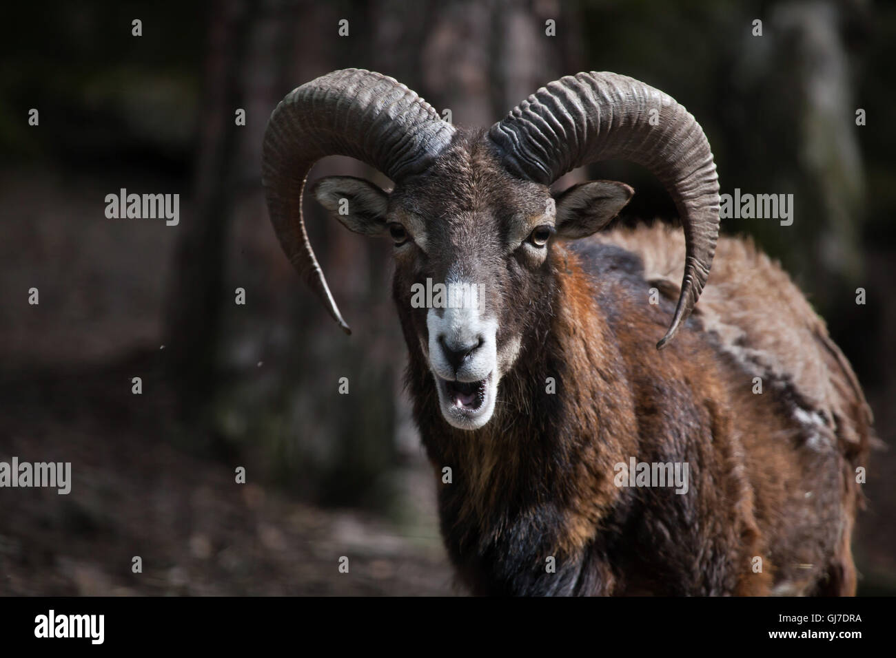 Europäischer Mufflon (Ovis Orientalis Musimon) in Decin Zoo in Nordböhmen, Tschechien. Stockfoto