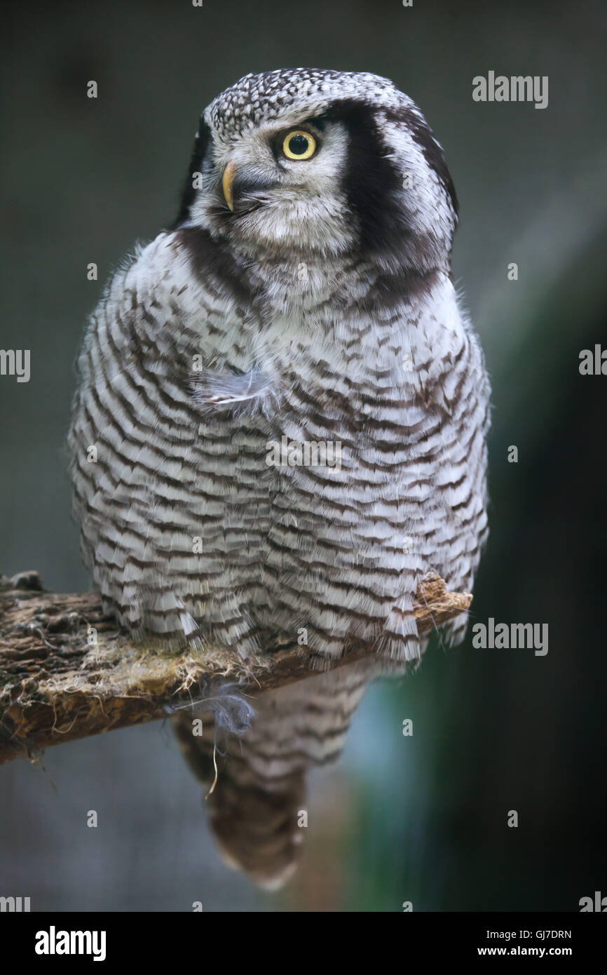 Nördlichen Sperbereule (Surnia Ulula). Stockfoto