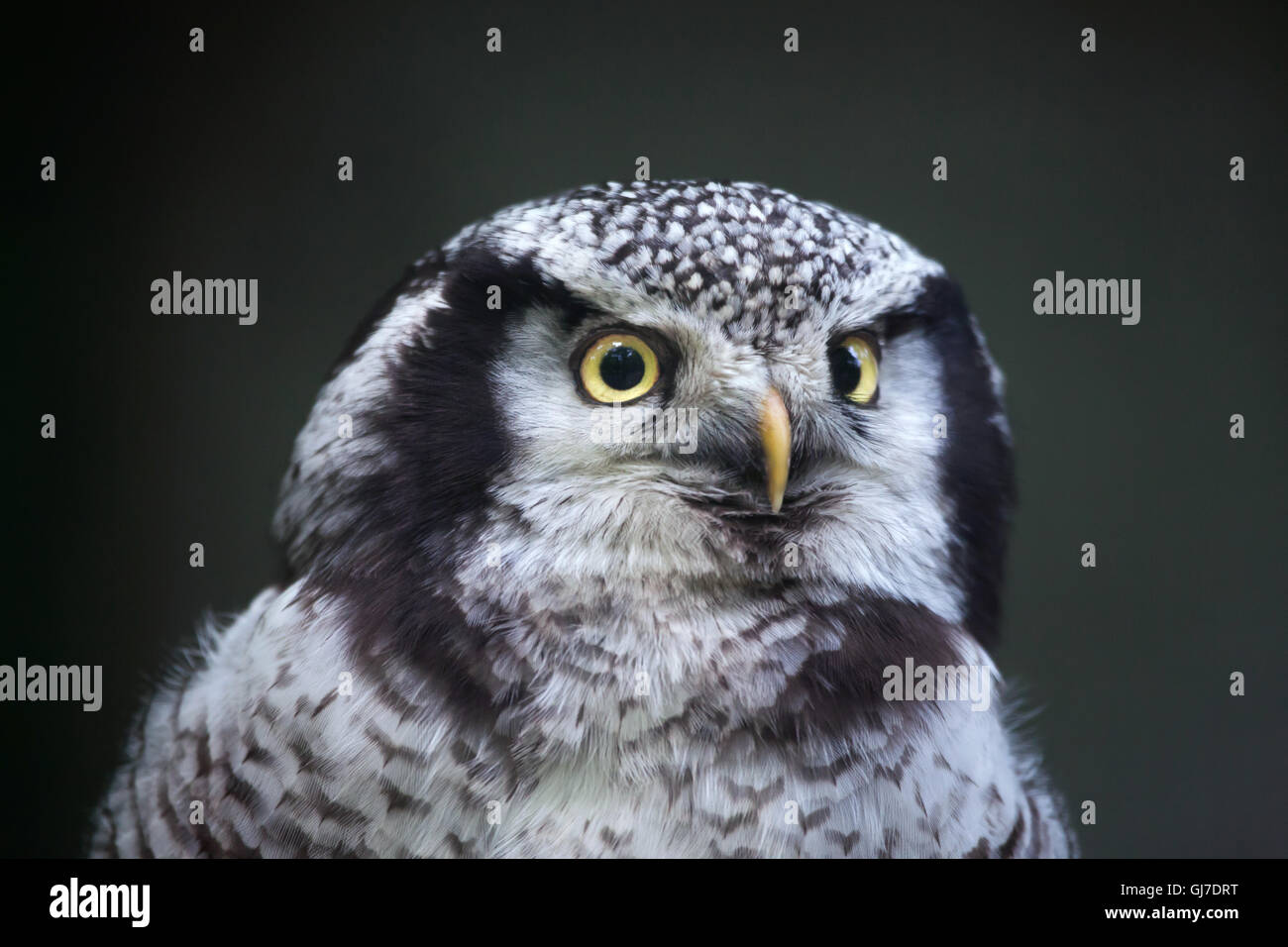 Nördlichen Sperbereule (Surnia Ulula). Stockfoto