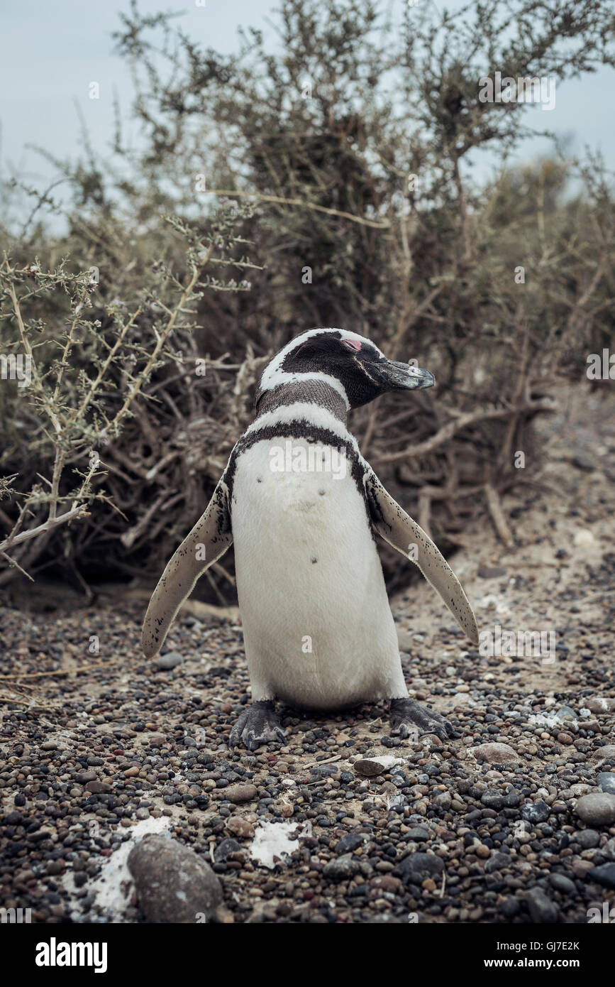 Pinguin in Punta Tombo in Chubut Patagonien Stockfoto