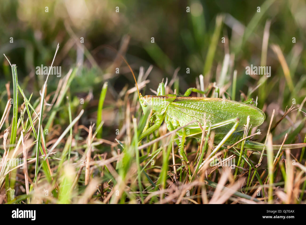 Nahaufnahme einer großen grünen Heuschrecke auf einem Rasen Stockfoto