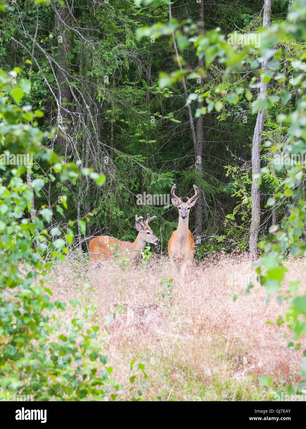 Wild White tailed Reh im Wald im Sommer Stockfoto