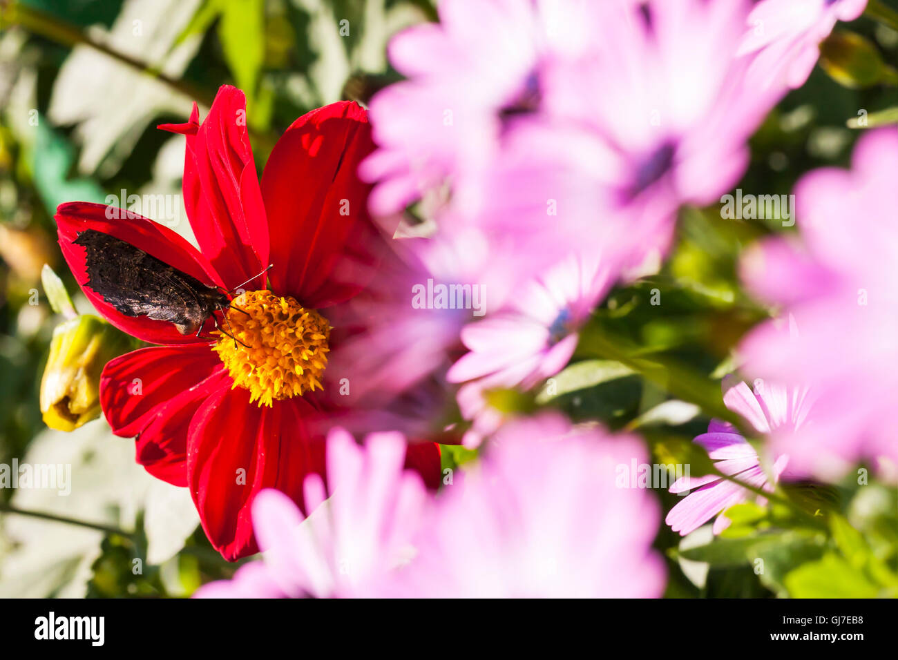 Nahaufnahme eines großen dunklen Schmetterlings auf eine große Blume Blüte Stockfoto