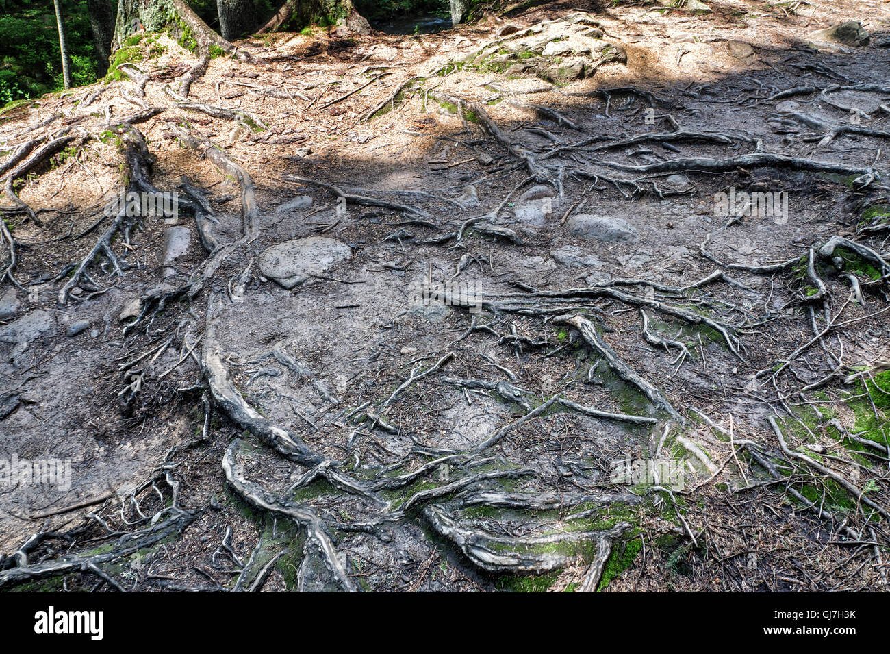 Foto von Wald in Costa, die Route zum Mount Howerla Reisen Stockfoto