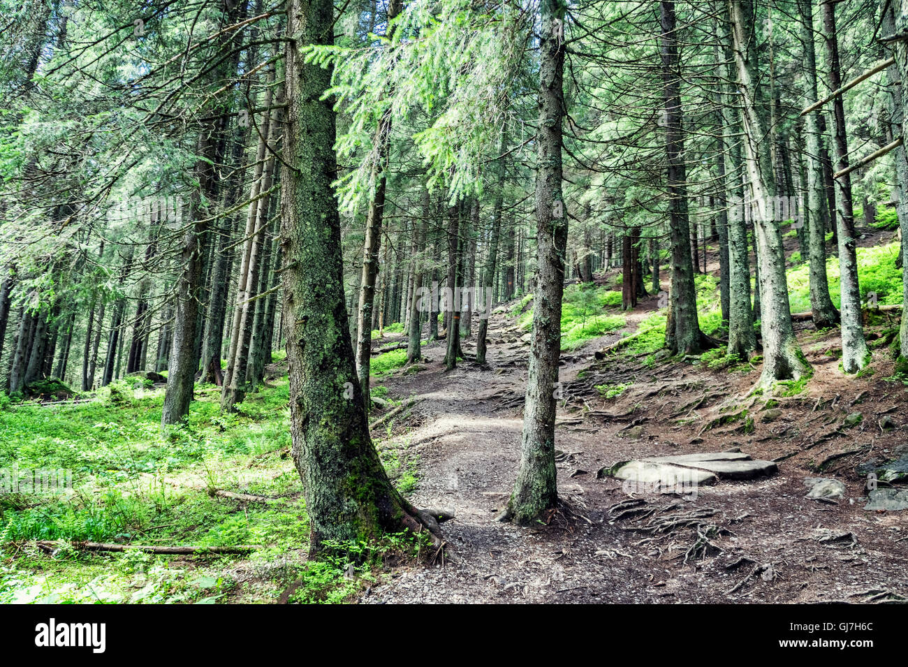 Foto von Wald in Costa, die Route zum Mount Howerla Reisen Stockfoto