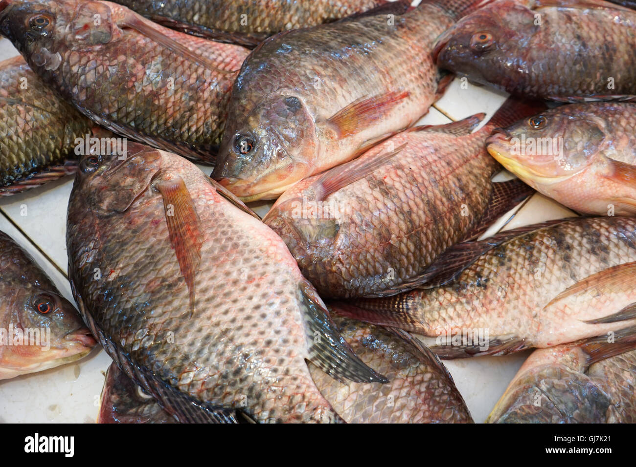 Tilapia-Fische auf dem Markt Stockfoto