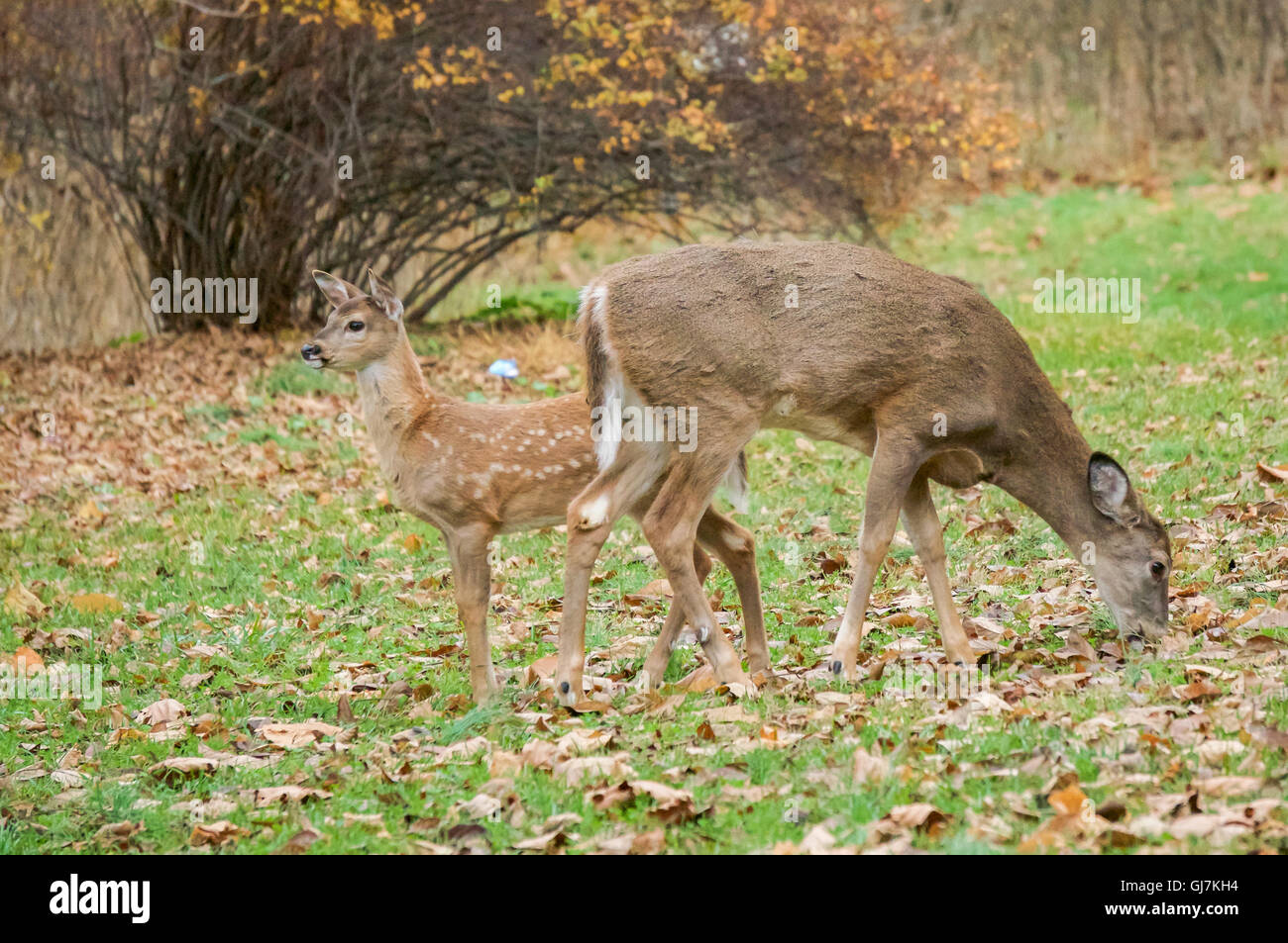 Mama und Baby Whitetail Foto von: Michael Seip Photography Stockfoto