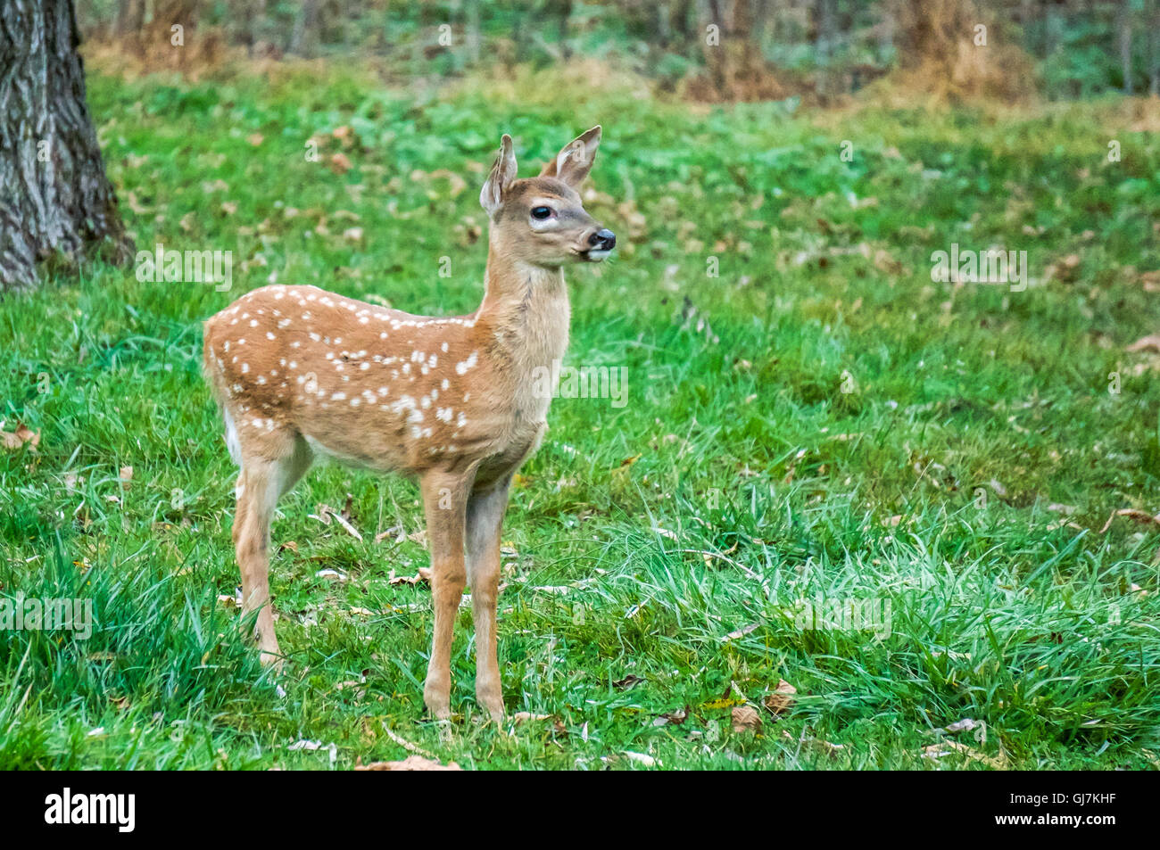 Whitetail Fawn tritt vorsichtig ein Foto von: Michael Seip Photography Stockfoto