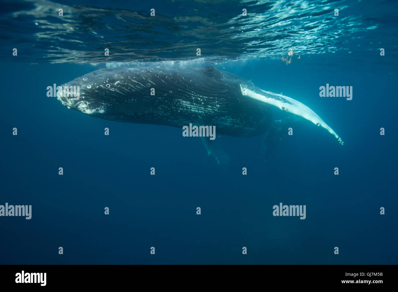 Ein Buckelwal schwimmt in der Nähe der Oberfläche des Atlantischen Ozeans. Diese massive Cetacean wird als "bedroht", von der IUCN aufgeführt. Stockfoto