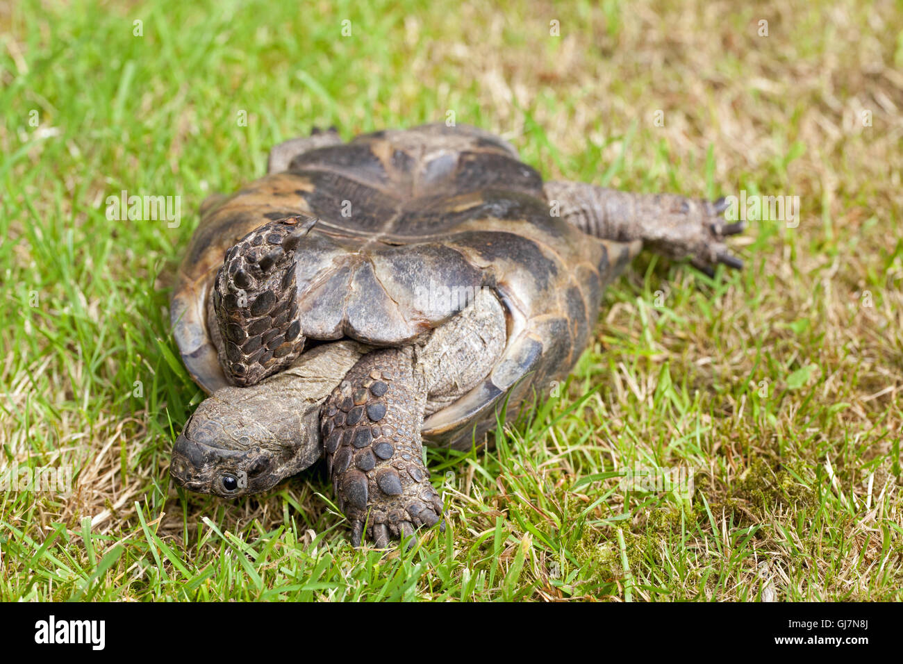 Mediterrane Sporn-thighed Tortoise (Testudo Graeca). Aufrichtenden Reflexhandlung. Verwendung von Kopf, Hals und Gliedmaßen, Schaukeln, links und rechts Stockfoto