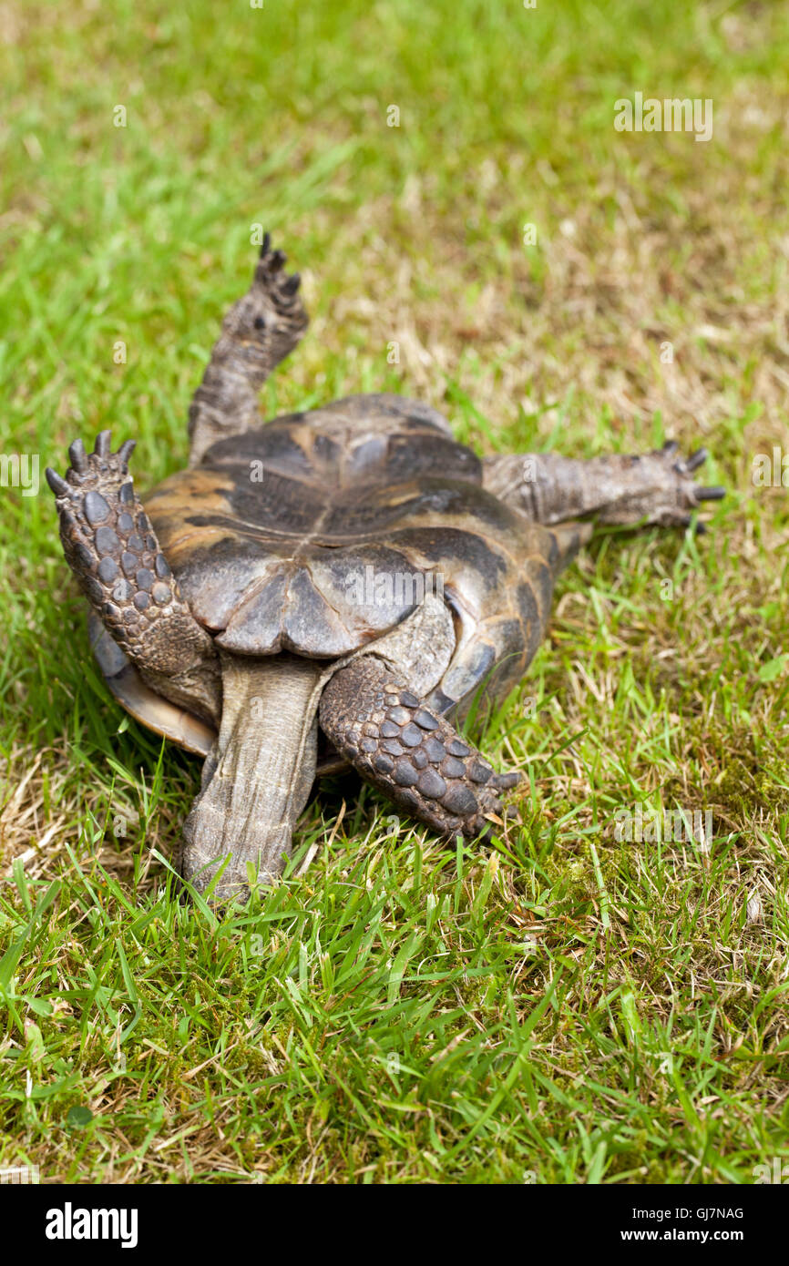 Mediterrane Sporn-thighed Tortoise (Testudo Graeca). Aufrichtenden Reflexhandlung. Verwendung von Kopf, Hals und Gliedmaßen, Schaukeln, links und rechts Stockfoto