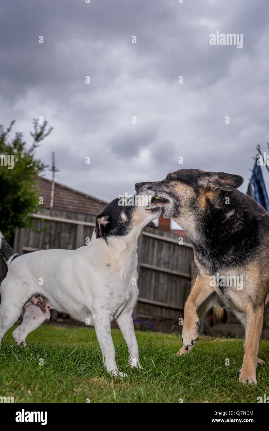 überqueren Sie ein Jack Russell-Ball spielen in einem Garten mit einem Schäferhund Stockfoto