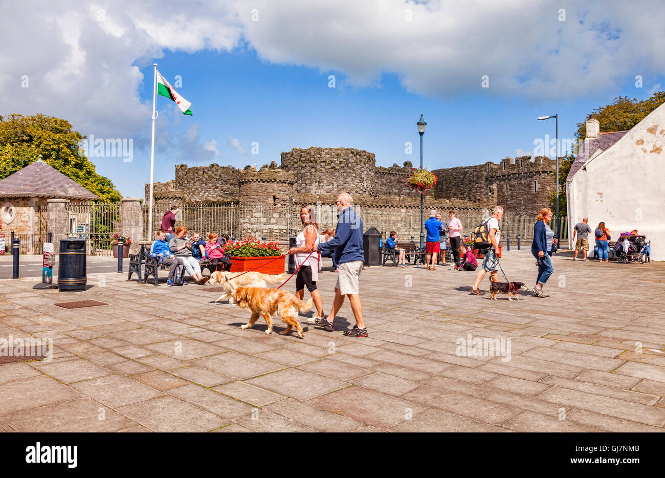 Hundewiesen in Schlossplatz, Beaumaris, Anglesey, Wales, UK Stockfoto