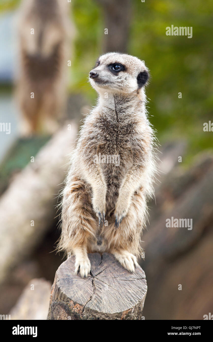 Erdmännchen oder Suricate (Suricata Suricatta). Stockfoto