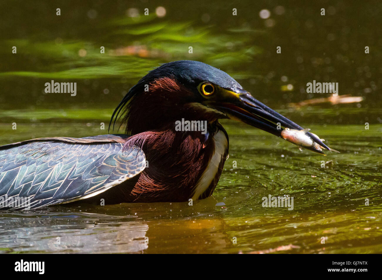 Grüne Heron Auge Stockfoto