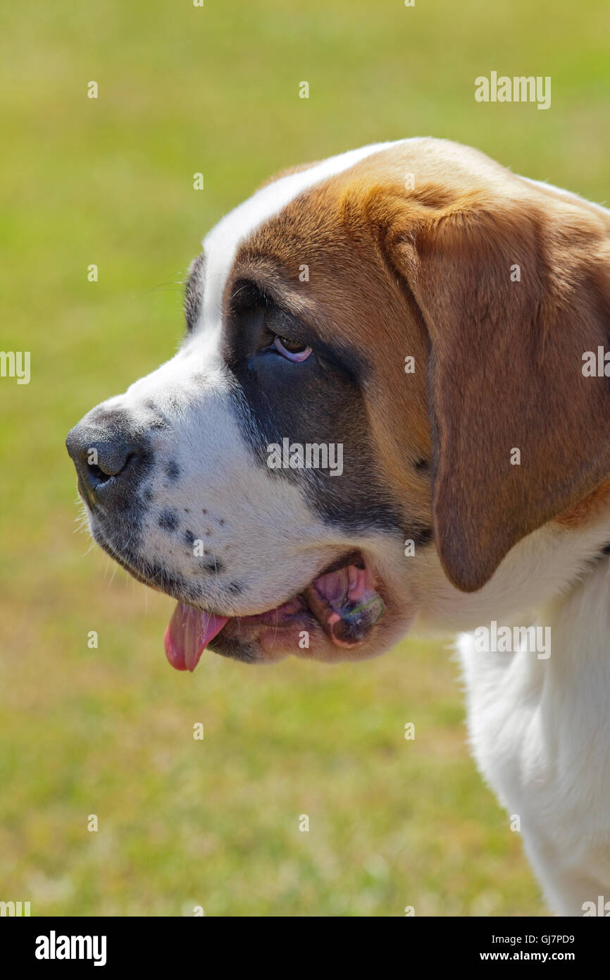 A saint bernard dog Fotos und Bildmaterial in hoher Auflösung Alamy