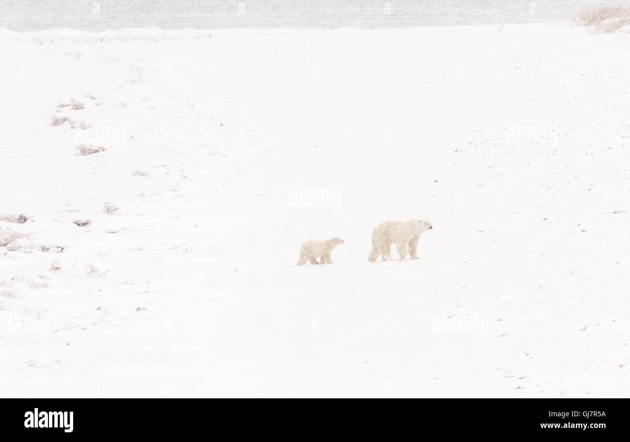 Mutter Eisbär zu Fuß durch den Schnee-Sturm Stockfoto