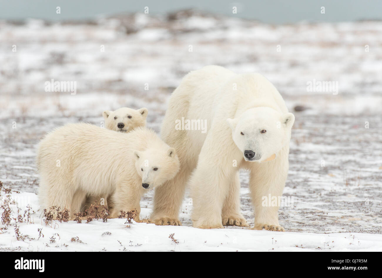 Eisbär Mutter mit ihren zwei jungen Stockfoto