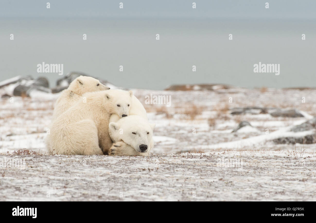 Eisbär Mutter mit ihren zwei jungen Stockfoto