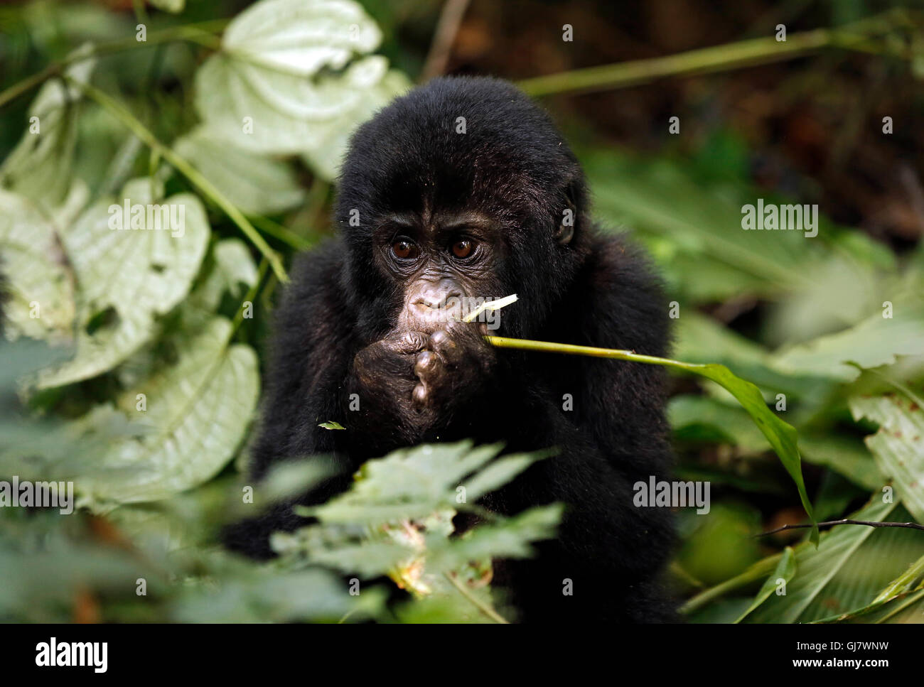 Baby Gorilla (Gorilla Beringei Beringei) Fütterung. Undurchdringliche Bwindi Nationalpark, Uganda Stockfoto
