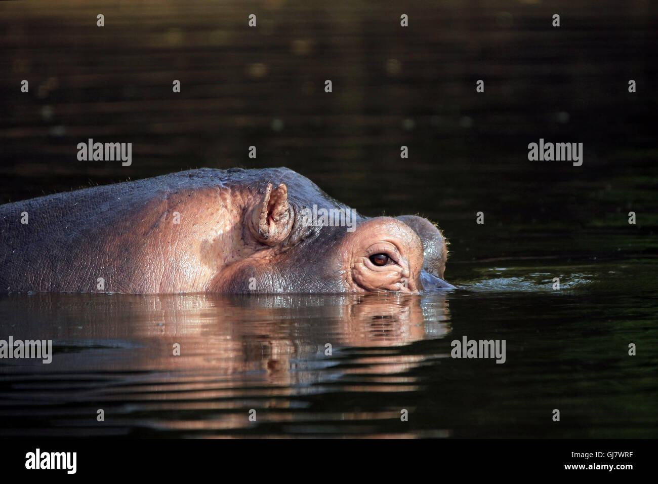 Flusspferd (Hippopotamus Amphibius) im Wasser, mit Blick auf die Oberfläche. Lake Mburo, Uganda Stockfoto