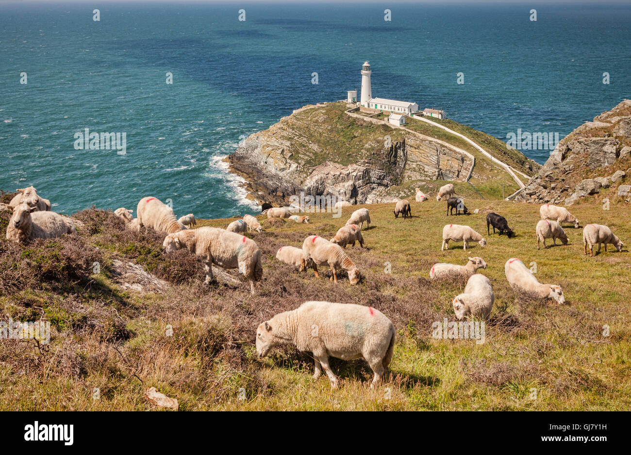 Schafe grasen auf einer Klippe oberhalb South Stack Lighthouse, Anglesey, Wales, UK Stockfoto