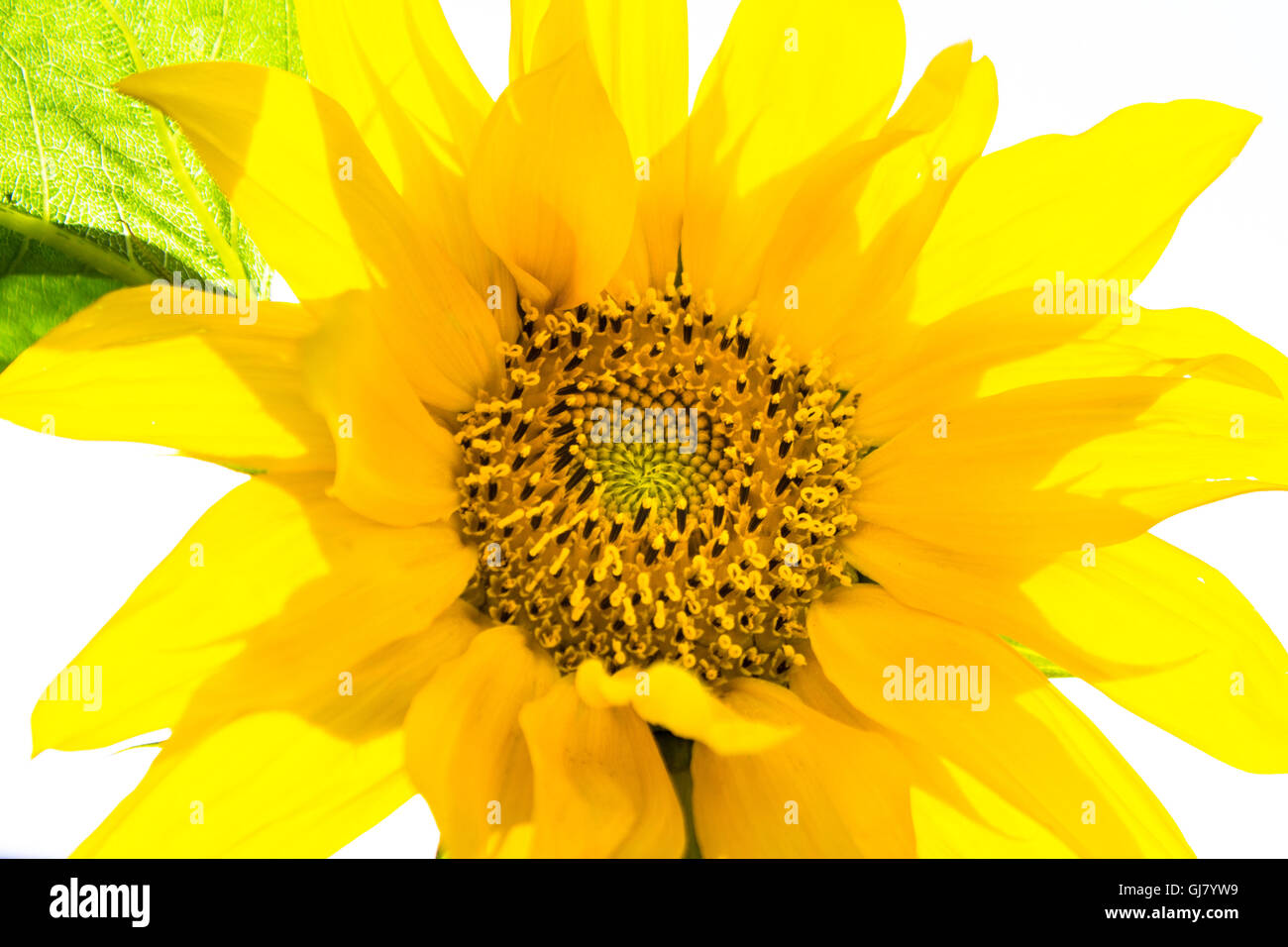 Nahaufnahme von Sonnenblume mit weißem Hintergrund im freien Stockfoto