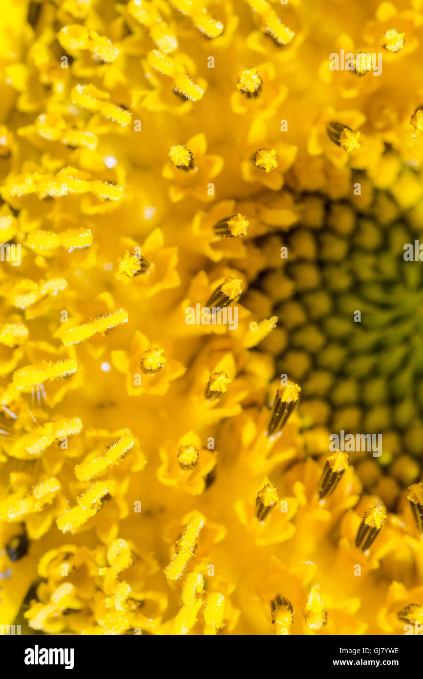 Nahaufnahme einer gelben Sonnenblume Stockfoto