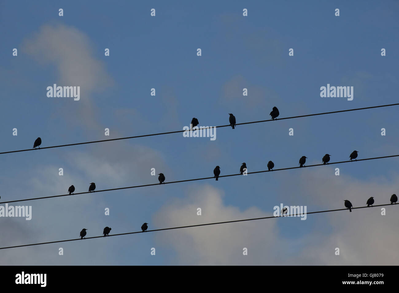 Stare sitzen auf Telefonleitungen Stockfoto
