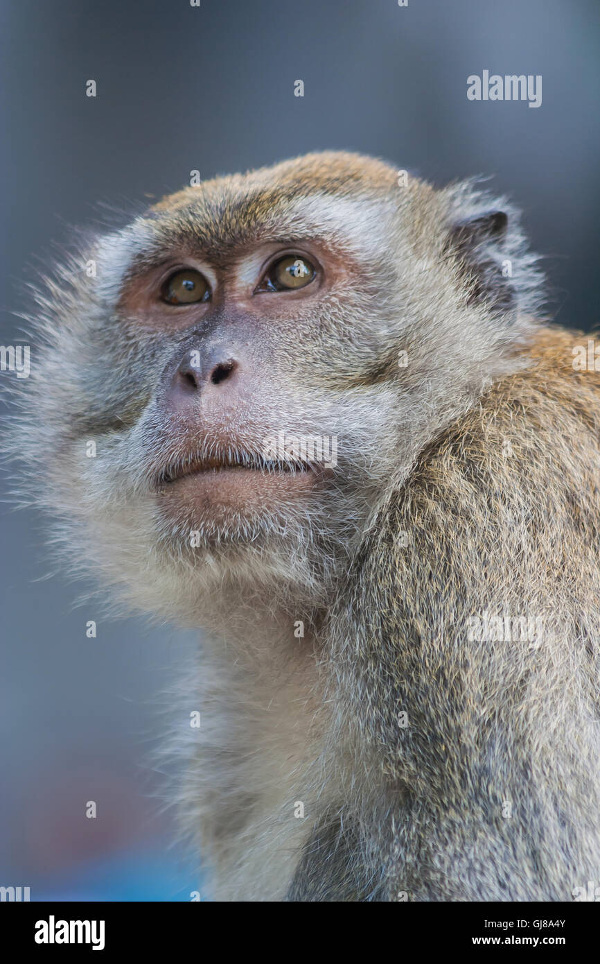 Porträt eines Makaken-Affen in Malaysia. Stockfoto