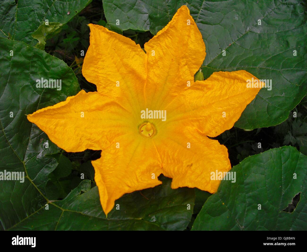 Der Kürbis Blume in meinem Garten... Stockfoto