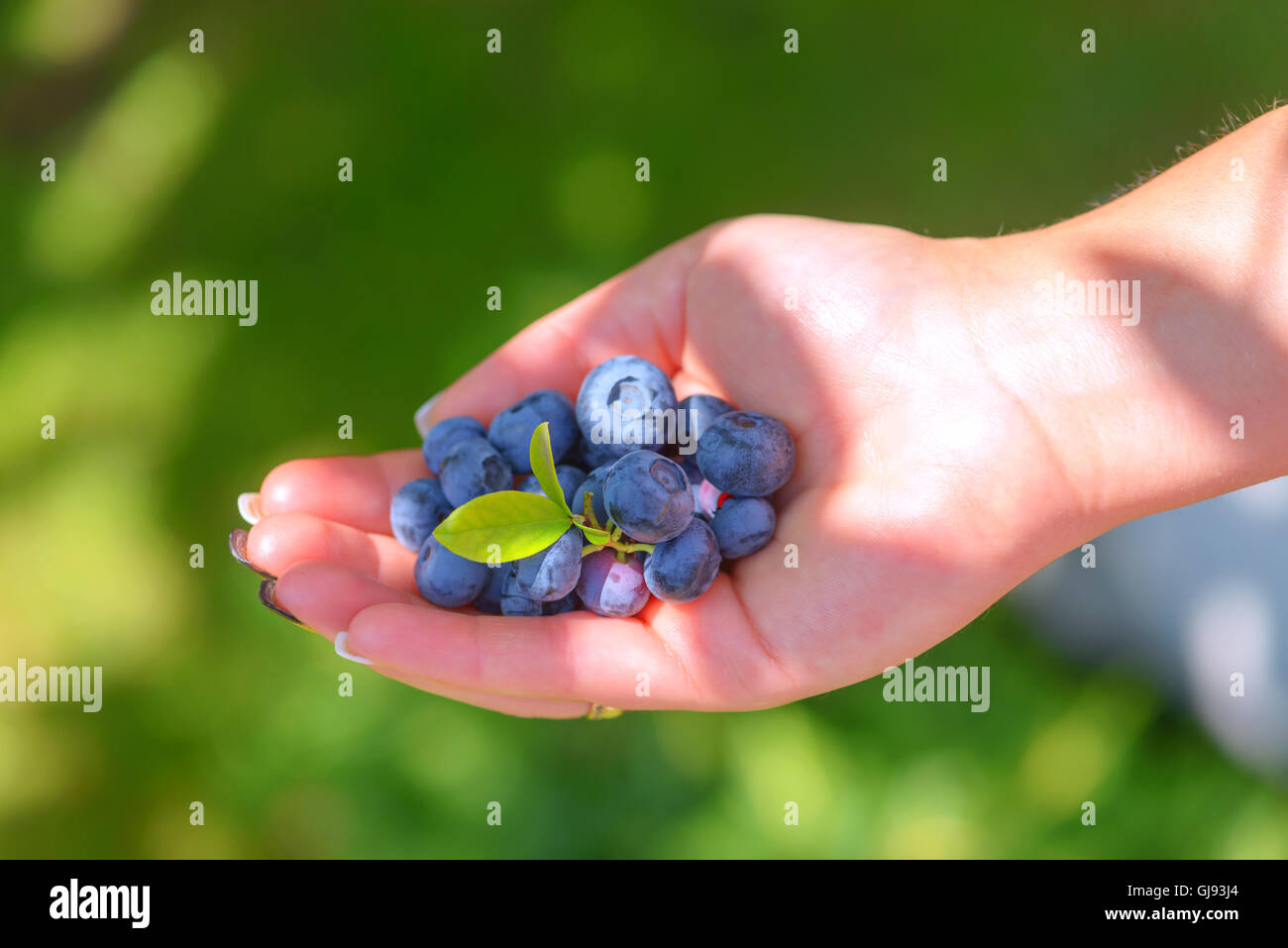 Reife frische Heidelbeeren in Händen der Mädchen Stockfoto