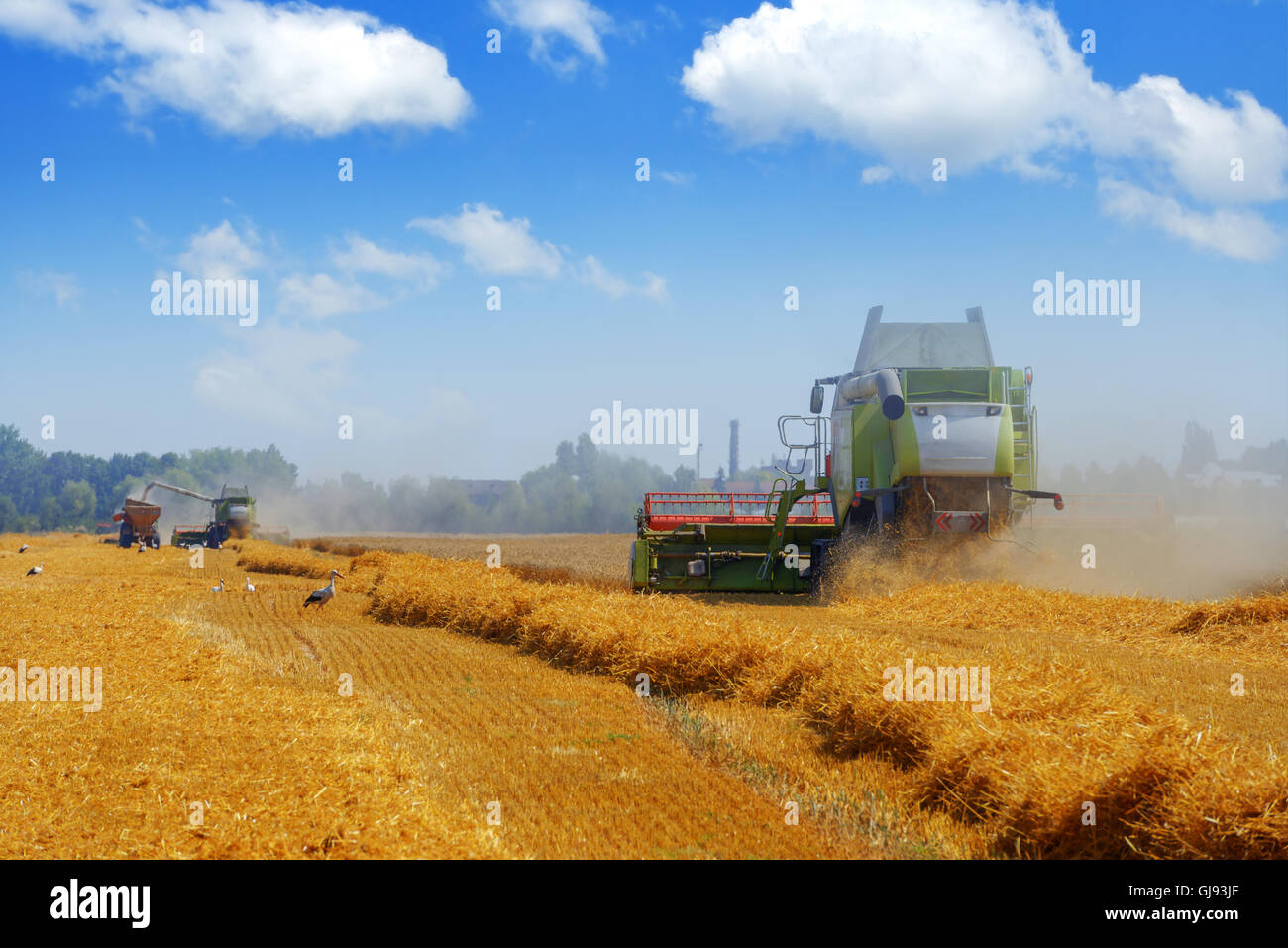 Erstaunliche Ländliches Motiv auf Herbst Feld mit Harvester und Vögel. Stockfoto