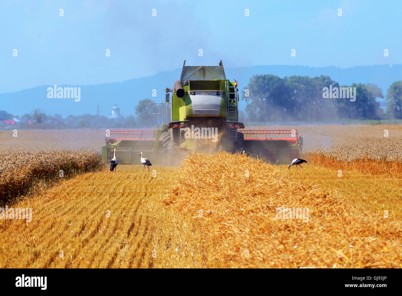 Erstaunliche Ländliches Motiv auf Herbst Feld mit Harvester und Vögel. Stockfoto