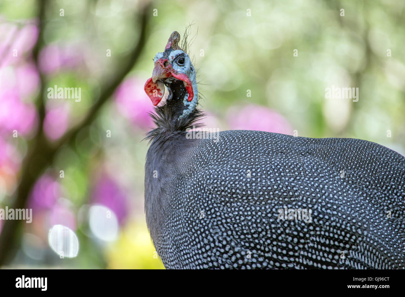 Budva, Montenegro - A behelmter Perlhühner (Numida Meleagris) Stockfoto